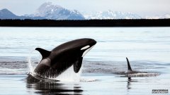 失去基因可能帮助鲸鱼的祖先适应了海底生活