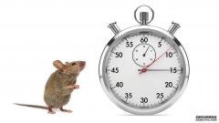 老鼠的新陈代谢可能遵循肠道细菌设定的昼夜节律沐鸣平台登陆