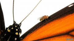 基因编辑能让果蝇变成黑脉金斑蝶 沐鸣平台登陆