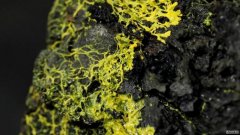 沐鸣平台主管巴黎动物园里出现了720种性别的神秘“斑点”生物