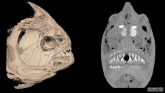 食人鱼和它们以植物为食的亲戚，pacus，同时替换了一排排的牙齿