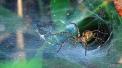 沐鸣平台登陆线路蜘蛛网不容易腐烂，科学家可能已经找到了原因