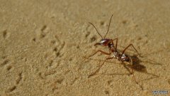沐鸣平台登陆线路撒哈拉银蚁是世界上跑得最快的蚂蚁，尽管它们的腿相对较短