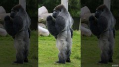 科学家发现的拥有人类腿的古代直立猿类“多瑙河”