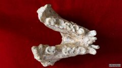 沐鸣平台登陆线路牙齿化石显示巨猿与现代猩猩关系密切