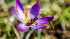 科学家发现，光污染引发“昆虫末日”