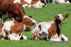 Mootrix:农民们给奶牛戴上VR头盔来改善情绪