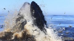 沐鸣平台登陆线路座头鲸是如何偷袭成千上万毫无防备的鱼类的