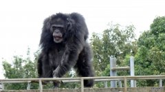 跳舞的黑猩猩可能揭示了人类是如何开始跳舞的