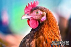 绿色和平组织说，“环保”鸡肉是有代价的