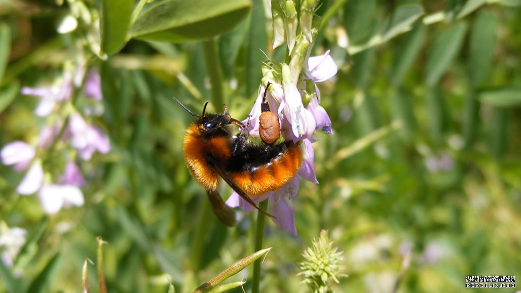沐鸣注册登录,收藏者发现了大量的蜜蜂，但品种却比上世纪50年代少得多