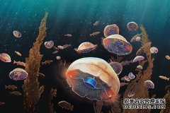 沐鸣测速仿生水母是用来监视世界海洋的