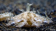 水母流鼻涕可以蜇那些从不接触水母的游泳者
