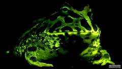 沐鸣注册登录发光的青蛙和蝾螈可能非常普遍