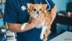 香港的一只狗感染了一种新型冠状病毒
