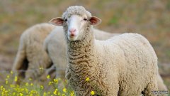 沐鸣平台登陆线路睡眠中常见的脑电波也会出现在清醒的绵羊身上