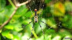 亮黄色的斑点帮助一些织网蜘蛛引诱它们的下一餐