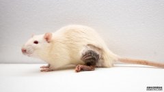 癌细胞的一沐鸣平台登陆线路“种把戏帮助老鼠接受移植的肢体