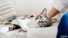 一只猫似乎感染了冠状病毒，沐鸣平台登陆线路但情况很复杂