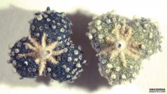 古代的食谱使科学家们找到了沐鸣平台登陆线路一种消失已久的天然蓝色