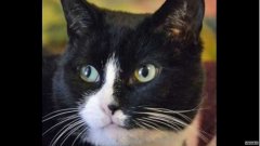 沐鸣平台纽约的两只宠物猫冠状病毒检测呈阳性