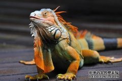 大卫·伊克(David Icke)因传播虚假信息被Facebook开除