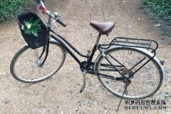 书评:海伦·穆特的《鸟语》