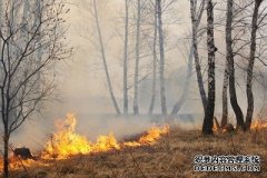 植树抵消碳排放可能是一场赌博