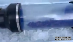 行动根除了美国第一个“谋杀大黄蜂”巢穴