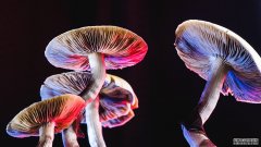 沐鸣平台登陆线路一项小型研究发现，裸盖菇素可能有助于治疗抑郁症
