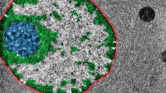 “垃圾DNA”解开了基因快速进化之谜
