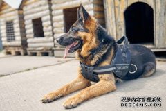 工作原理:追踪人类最好的朋友的生命体征
