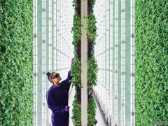 更大的图景:旧金山的AI vertical farm