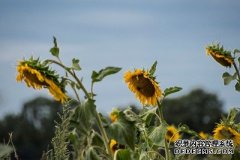 沐鸣测速葵花花粉海绵可以用来吸收油污